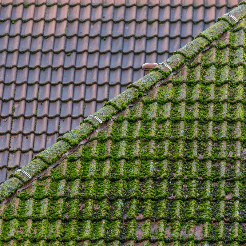 Algae Removal Company in Riverside, California