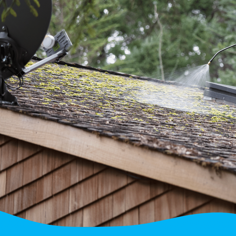 Roof Algae Removal